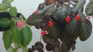 Lacinhos de amor estão um verdadeiro Tapete de Rainha EPISCIA PLANTA DE SOMBRA [upl. by Ecnerrat]