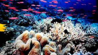 Coral Reef Adventures part 1 [upl. by Nurav]