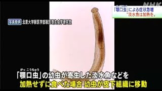 シラウオを生のまま食べないで 顎口虫の症状を青森県内で確認動物愛誤アニマルホーダートキソプラズマ症トキソカラ症顎口虫有棘頷口線蟲Gnathostoma spinigerum [upl. by Sotos736]