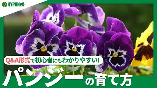 ☘11パンジーの育て方｜花を長く楽しむコツ、植えつけの注意点、剪定や花がら摘みの方法などご紹介｜【PlantiaQampA】ガーデニングのお悩み解決！植物の情報、育て方をQampA形式でご紹介 [upl. by Aluk137]