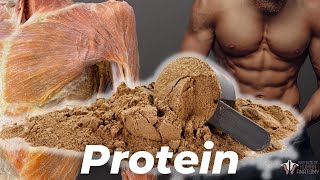 How Much Protein You Really Need According to Science [upl. by Cullan]