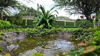 Soft Rain in the Bird Path Pool in the Garden [upl. by Eillac723]