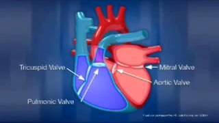 diagram of the heart [upl. by Blatman192]