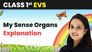 Class 1 EVS  My Sense Organs  Explanation [upl. by Laroy462]