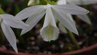 How to Pot Pleione Orchids  Care and Growing Tips [upl. by Am]