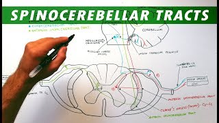 Spinocerebellar tracts  Neuroanatomy Tutorial  Ascending pathways [upl. by Goat]