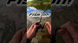 Can I land this Huge Bream BFS Fishing bfsfishing ultralightfishing bassfishing [upl. by Anah]