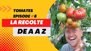 Comment bien récolter les tomates Episode 8 [upl. by Lyram520]