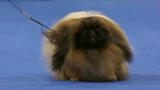 akc national dog show pekingese [upl. by Lexie]