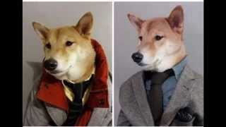 Dog Works as a Menswear Model for Famous Clothing Brands [upl. by Lydon]