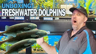 The Most Adorable Aquarium Fish Ever  Freshwater Dolphins Unboxed [upl. by Sila677]