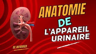 Tout savoir sur lappareil urinaire  Anatomie Fonctionnement et Conseils [upl. by Kenelm304]