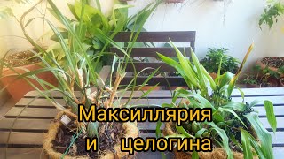 Maxillaria tenuifolia и coelogyne cristata как переносят жару 🤔 [upl. by Maegan]