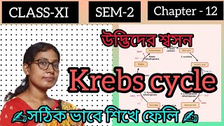 CLASS  11💥 SEM2✍️ Chapter12📚 Krebs cycle🌳🚀 in bangla 💯 [upl. by Dazraf234]