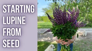 How To Start LUPINE From SEED  PepperHarrowFarmcom [upl. by Justine]