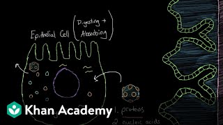 What is viral gastroenteritis  Gastrointestinal system diseases  NCLEXRN  Khan Academy [upl. by Susannah]