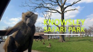 Visiting Knowsley Safari Park [upl. by Vasta]