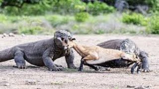 Comodo dragon dangerous video  forest animals video [upl. by Kinny]