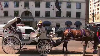 NYC horsedrawn carriages move inside Central Park [upl. by Culosio]