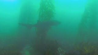 Many Large Sevengill Sharks Seen in La Jolla Cove [upl. by Leahcimnaj]