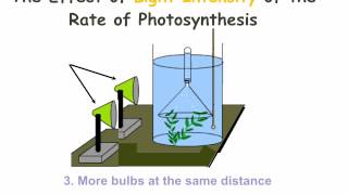 IGCSE 210 Rate limiting factors in photosynthesis Ms Cooper [upl. by Tsiuqram]