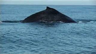 Humpback whale  Megaptera novaeangliae  Baleine à bosse  keporkak [upl. by Sivar]