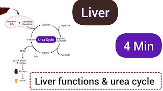 Liver Urea cycle  Liver function  Excretory organ Homeostasis [upl. by Reube]