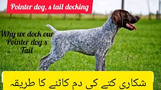 pointer dog s tail docking shikari kuttay ki dum katna best way to dock our pointer dog s tail [upl. by Purcell]