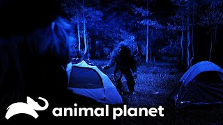 Another Four State Search For Bigfoot  Finding Bigfoot  Animal Planet [upl. by Lagiba]