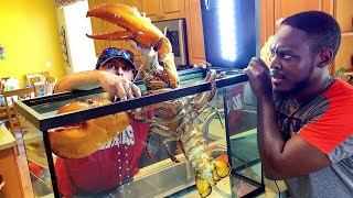 BUYING LIVE PET 15lb LOBSTER ONLINE MASSIVE [upl. by Eegnat]