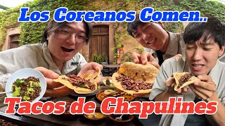 Los COREANOS comen TACOS de CHAPULINES [upl. by Etienne]