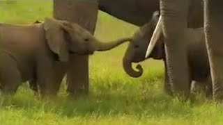 Cute Baby Elephants Fighting  David Attenborough  BBC Studios [upl. by Kampmann]