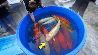 Unbelievable Super Jumbo Koi These Massive 100110 cm Fish Will Amaze you [upl. by Unni]