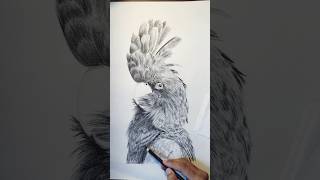 Red Tailed Black Cockatoo drawing art sketch cockatoos [upl. by Elagibba]