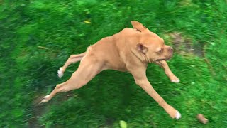 The Dog that Hops like a Frog [upl. by Raul]