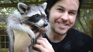 Rescuing Baby Raccoons  How to feed and raise coon babies [upl. by Ereynihc192]