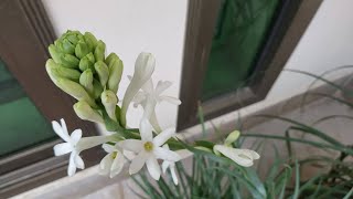 How to Grow Tuberose from Bulb with Start to End Updates  Polianthes Tuberosa [upl. by Yam218]