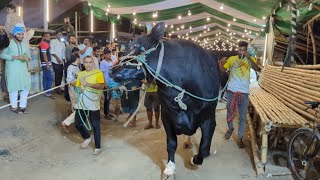 11 Ton Z Black Holstein Bull Arrived in Sadeeq Agro  Gigantic Cow Unloading 2024  Big cow 2024 [upl. by Cheryl735]