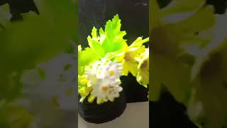 Beatifull Flowers Sun Flowers music remix beats bassboosted plants bass musicgenre [upl. by Dola205]