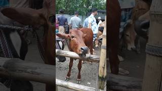 mooing cow shorts mooingcow mooingcowtoy mooingcowmilk shortvideo viralvideo trending mooing [upl. by Jonny]