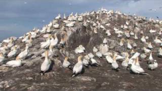 The gannets at Bass Rock [upl. by Grizel]