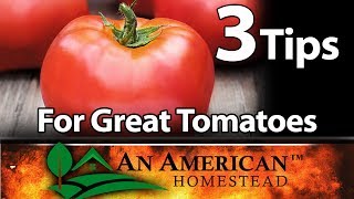 3 Fantastic Tips For Growing Great Tomatoes [upl. by Lorita]