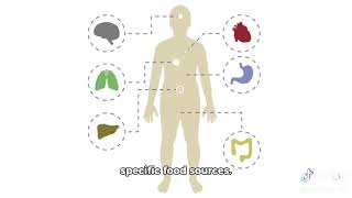 Evolution of Digestive Systems [upl. by Cowey]