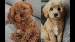 Cavoodle vs Cockapoo Puppies and Full Grown Dogs  Similarities and Differences [upl. by Nari]