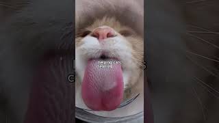 This is a Scary Tongue The Secret of a Cat’s Tongue [upl. by Sowell968]