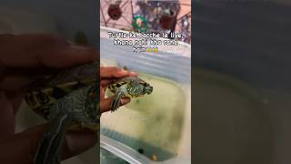 Red eared slider turtle babies not eating food😰 redearedsliderturtle [upl. by Phelgon]