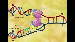 DNA Replication 3D Animation [upl. by Peatroy]