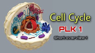 Cell Cycle amp PLK1 Short overview  biology cytology [upl. by Ahsemik]