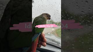 ഇടുക്കി യാത്ര part 04 l വാഗമൺ petbirds birds talkativebird petcare petlover care love travel [upl. by Chantalle]