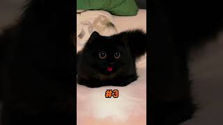 Amazing Facts About Black Cats [upl. by Fidellia]